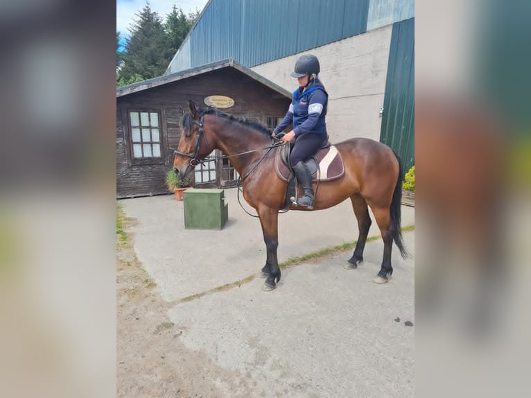 Connemara Jument 8 Ans 152 cm Bai cerise in Belfast