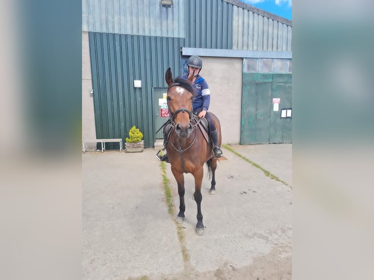 Connemara Jument 8 Ans 152 cm Bai cerise in Belfast