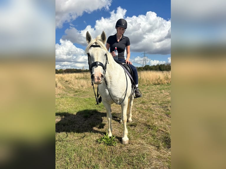 Connemara Jument 8 Ans 152 cm Gris in Belfast