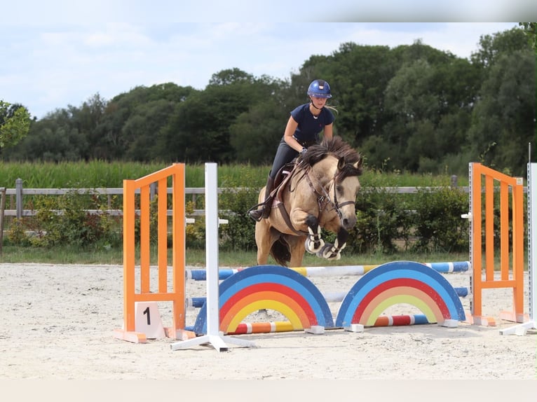 Connemara Jument 8 Ans 154 cm Isabelle in Pepingen