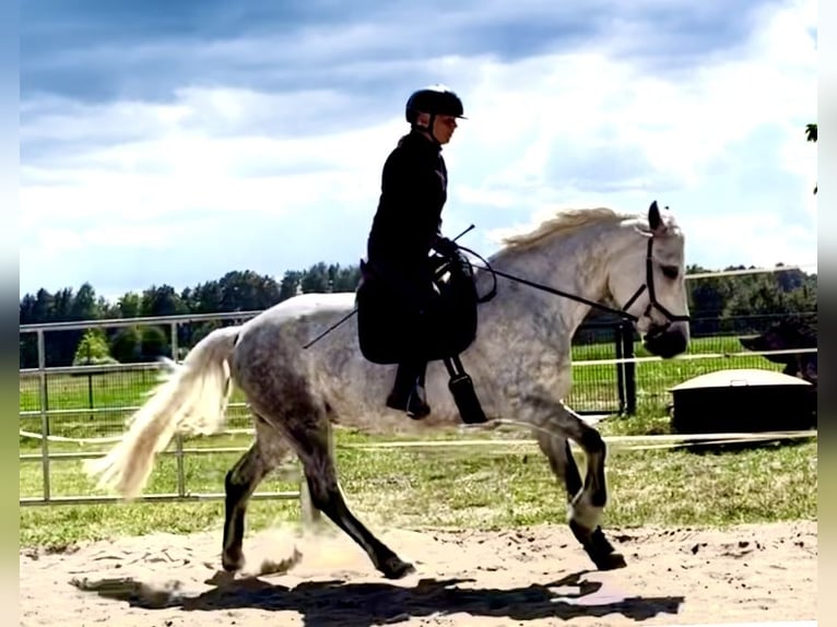 Connemara Jument 8 Ans 154 cm Rouan bleu in Rheinsberg Flecken Zechlin