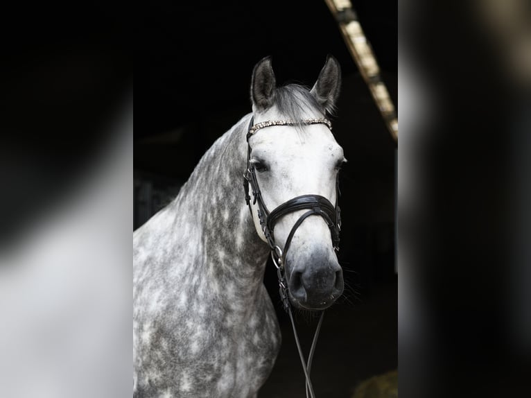 Connemara Jument 8 Ans 155 cm Gris in Geilenkirchen