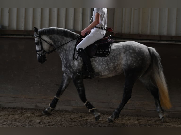Connemara Jument 8 Ans 155 cm Gris in Geilenkirchen