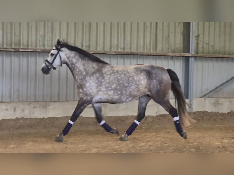 Connemara Jument 8 Ans 155 cm Gris in Heinzenbach