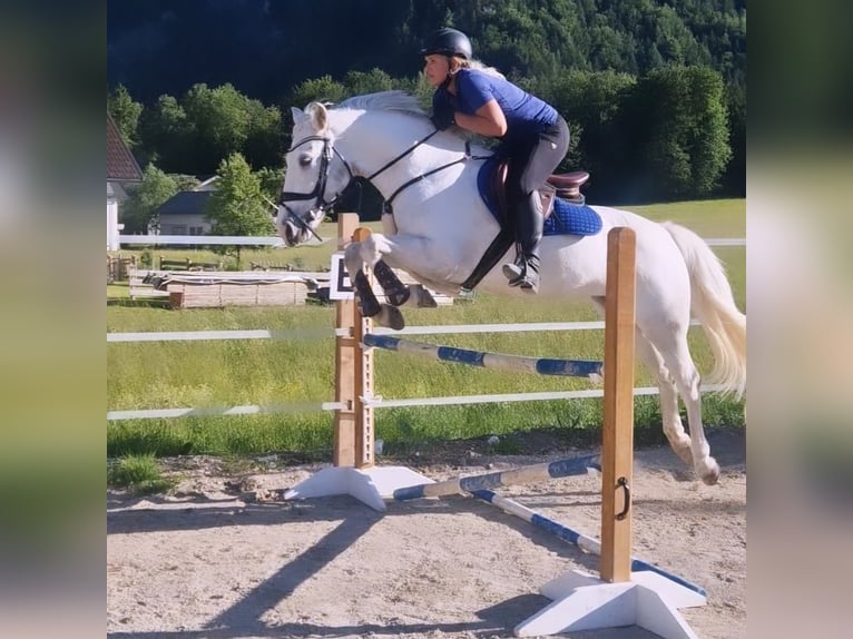 Connemara Jument 8 Ans 158 cm Gris in Bad goisern