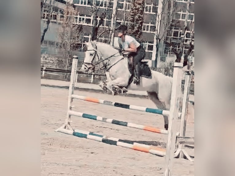 Connemara Jument 8 Ans 158 cm Gris in Bad goisern