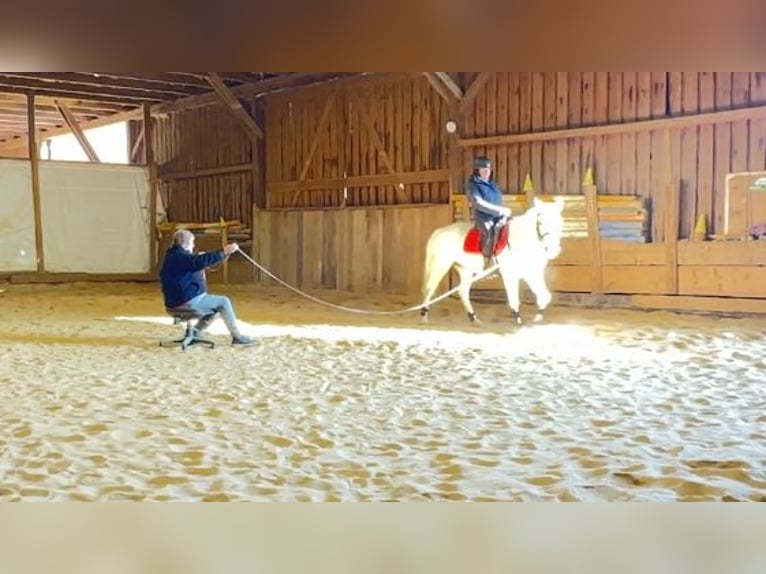 Connemara Jument 8 Ans Gris pommelé in Lisberg