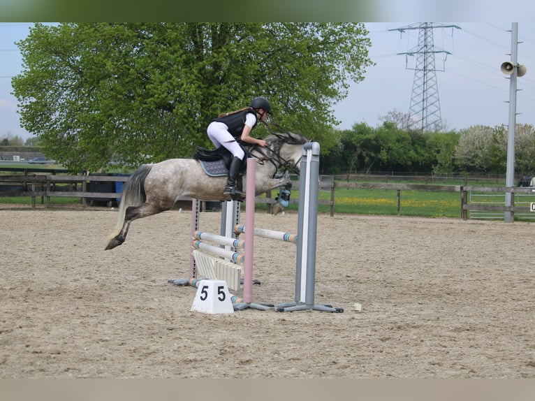 Connemara Croisé Jument 9 Ans 136 cm Gris in Etten-Leur