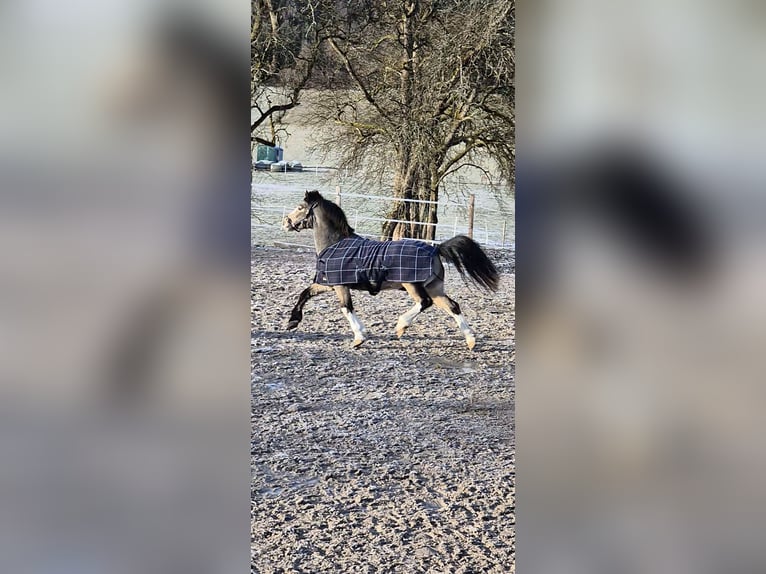 Connemara Jument 9 Ans 137 cm Buckskin in Bad goisern