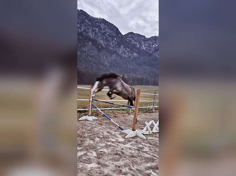 Connemara Jument 9 Ans 137 cm Buckskin in Bad goisern