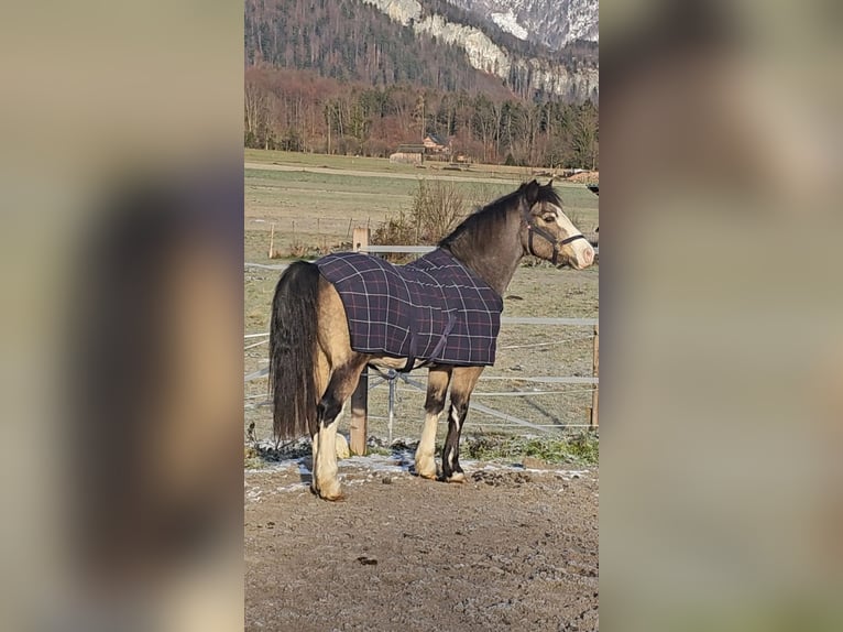 Connemara Jument 9 Ans 137 cm Buckskin in Bad goisern