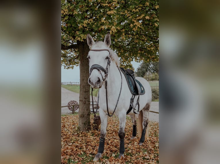 Connemara Jument 9 Ans 145 cm Gris in Pellingen