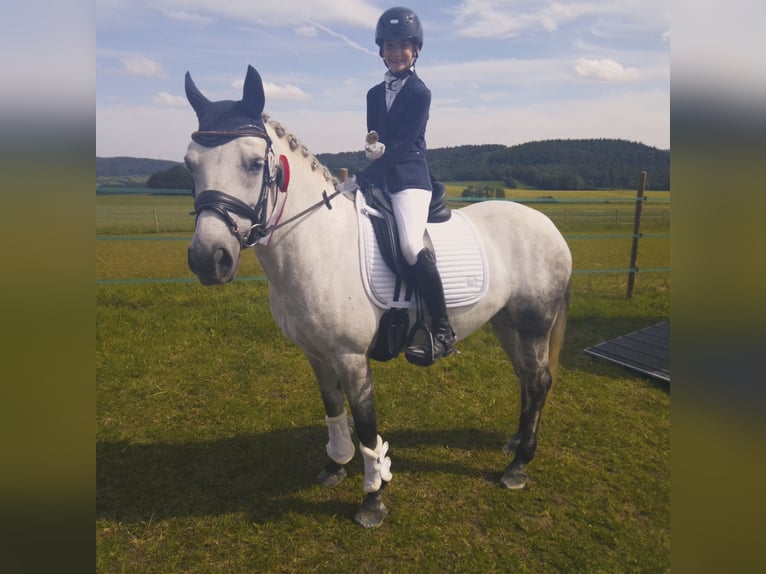 Connemara Jument 9 Ans 145 cm Gris in Pellingen