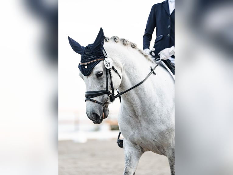 Connemara Jument 9 Ans 145 cm Gris in Pellingen