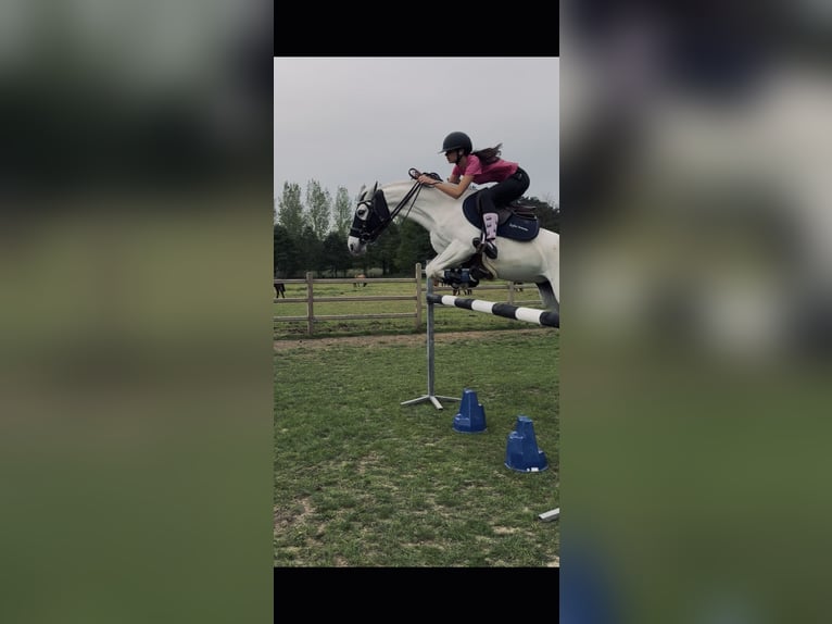 Connemara Jument 9 Ans 146 cm Blanc in Aalst