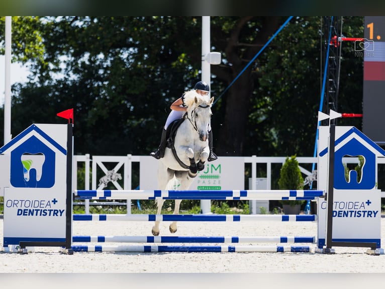 Connemara Jument 9 Ans 146 cm Blanc in Pozna&#x144;