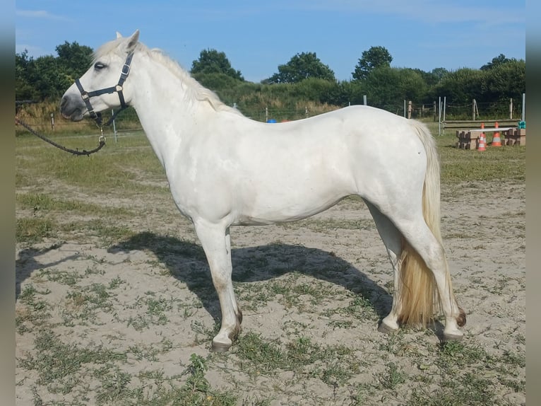 Connemara Jument 9 Ans 147 cm Gris in Fay de Bretagne