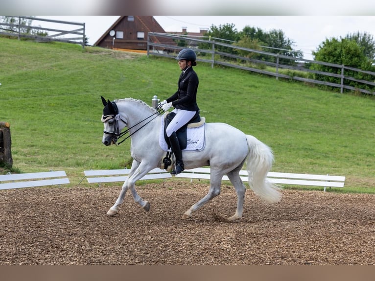 Connemara Jument 9 Ans 148 cm Gris in Harsdorf