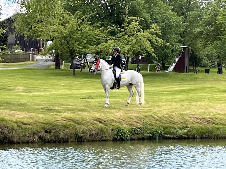 Connemara Jument 9 Ans 148 cm Gris in Harsdorf