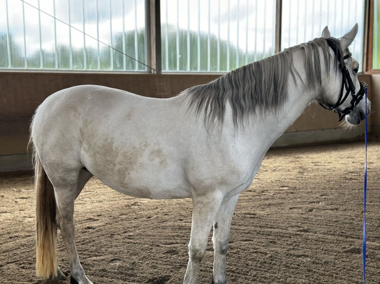 Connemara Jument 9 Ans 148 cm Gris in Schernfeld