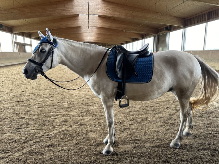 Connemara Jument 9 Ans 148 cm Gris in Schernfeld