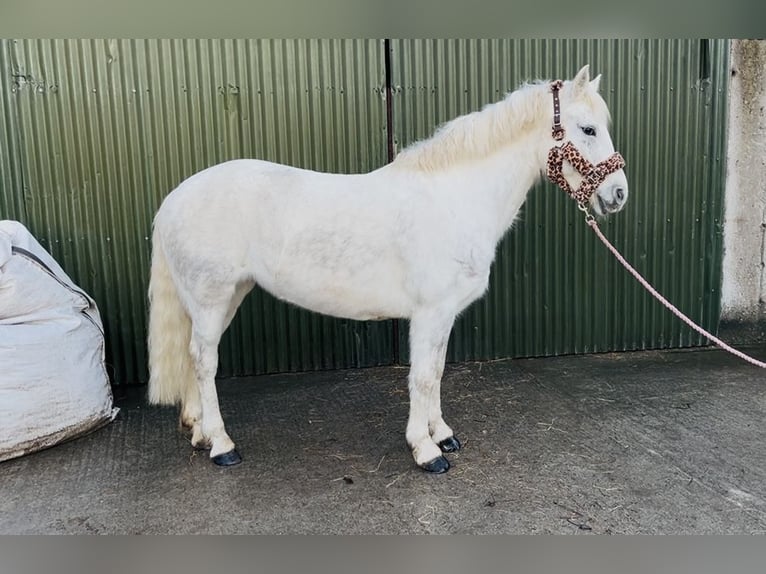 Connemara Jument 9 Ans 148 cm Gris in Sligo