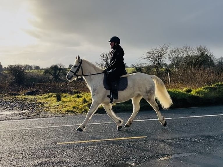Connemara Jument 9 Ans 148 cm Gris in Sligo