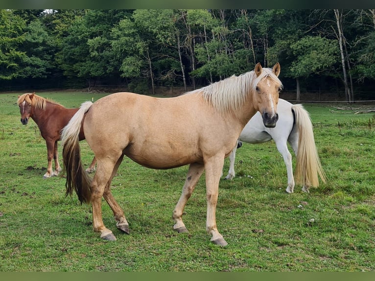 Connemara Croisé Jument 9 Ans 155 cm Palomino in Taunusstein