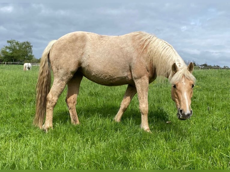 Connemara Croisé Jument 9 Ans 155 cm Palomino in Taunusstein