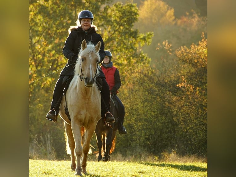 Connemara Croisé Jument 9 Ans 155 cm Palomino in Taunusstein