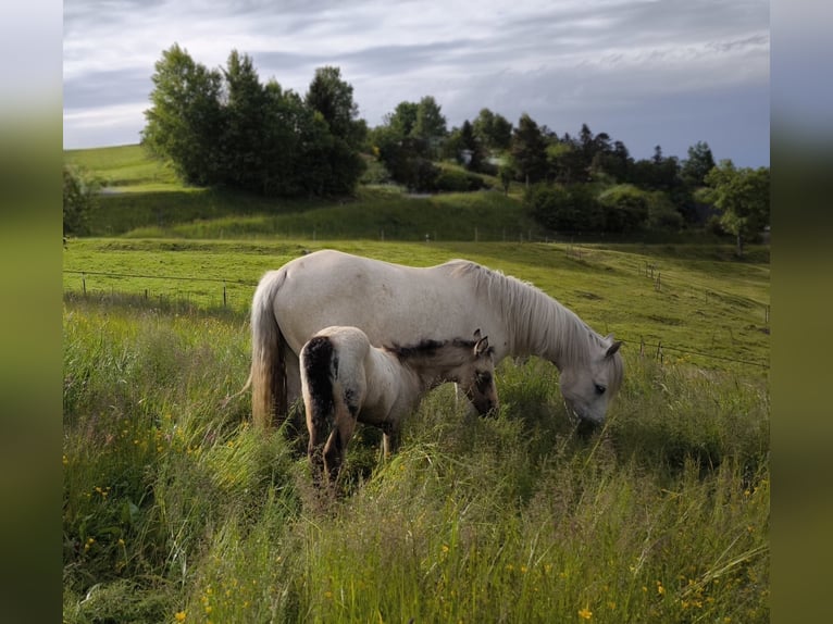 Connemara Jument  145 cm Gris (bai-dun) in Dachsberg