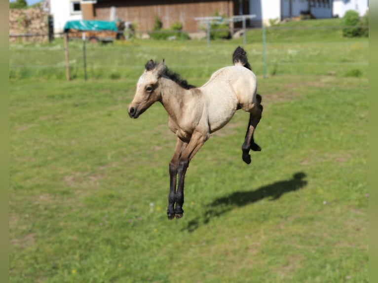 Connemara Jument  145 cm Gris (bai-dun) in Dachsberg