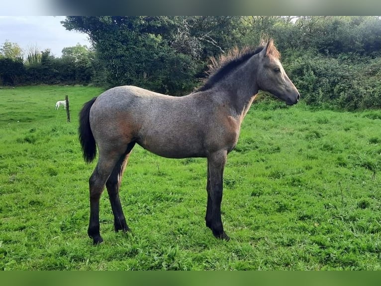 Connemara Jument Poulain (06/2024) 147 cm Roan-Bay in Limerick