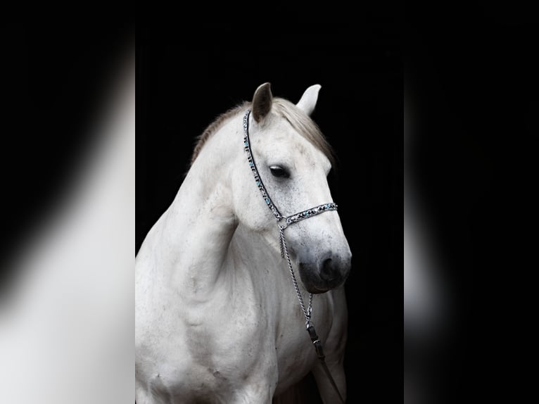 Connemara Mare 10 years 13,3 hh Gray in Santok