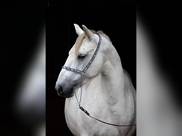 Connemara Mare 10 years 13,3 hh Gray in Santok