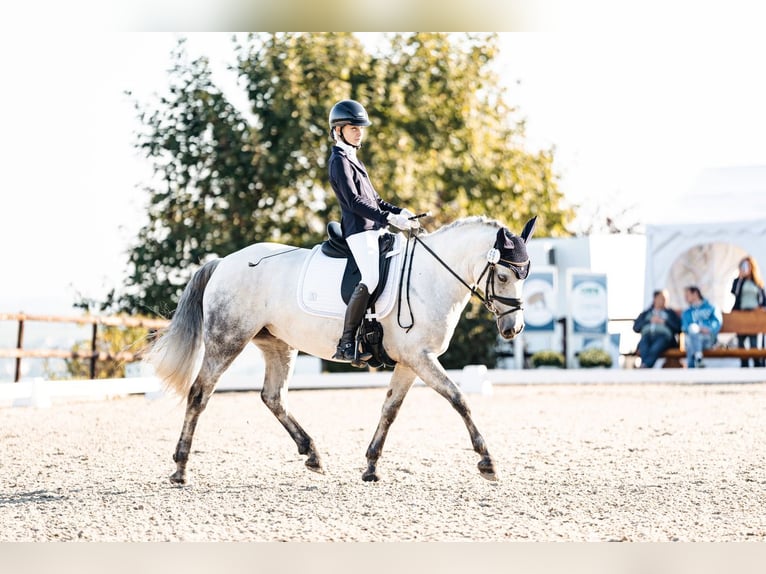 Connemara Mare 10 years 14,1 hh Gray in Pellingen