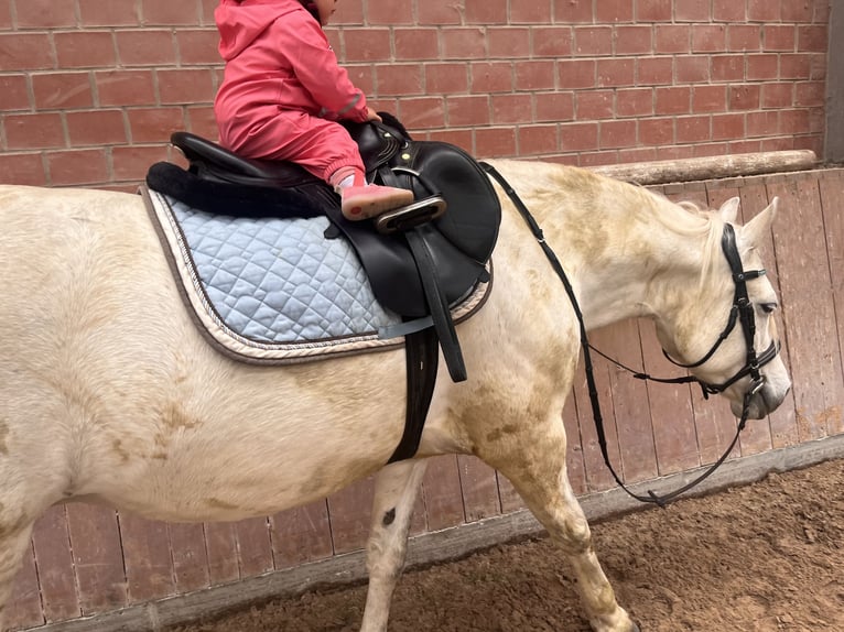 Connemara Mare 10 years 14.1 hh Grey in Duderstadt