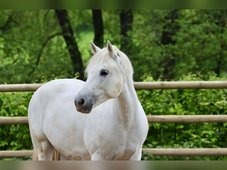 Connemara Mare 10 years 14,2 hh Gray in Greding