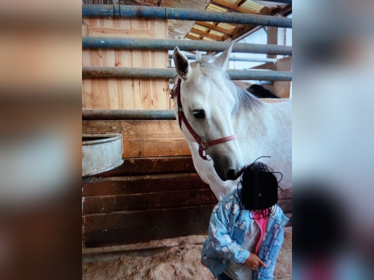 Connemara Mix Mare 10 years 14 hh Grey in Ebhausen