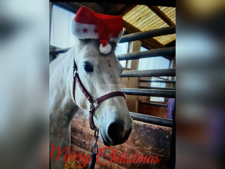 Connemara Mix Mare 10 years 14 hh Grey in Ebhausen