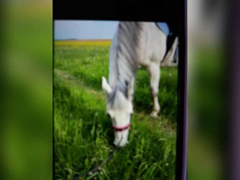 Connemara Mix Mare 10 years 14 hh Grey in Ebhausen