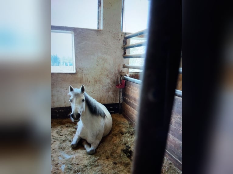 Connemara Mix Mare 10 years 14 hh Grey in Ebhausen