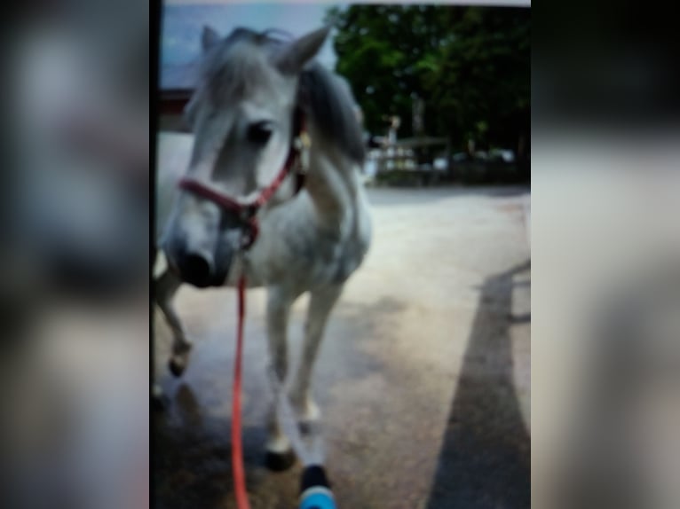 Connemara Mix Mare 10 years 14 hh Grey in Ebhausen
