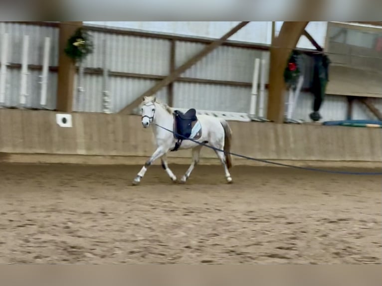 Connemara Mare 10 years 14,1 hh Grey-Dapple in Osdorf