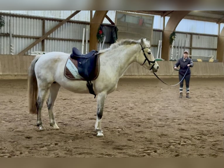 Connemara Mare 10 years 14,1 hh Grey-Dapple in Osdorf