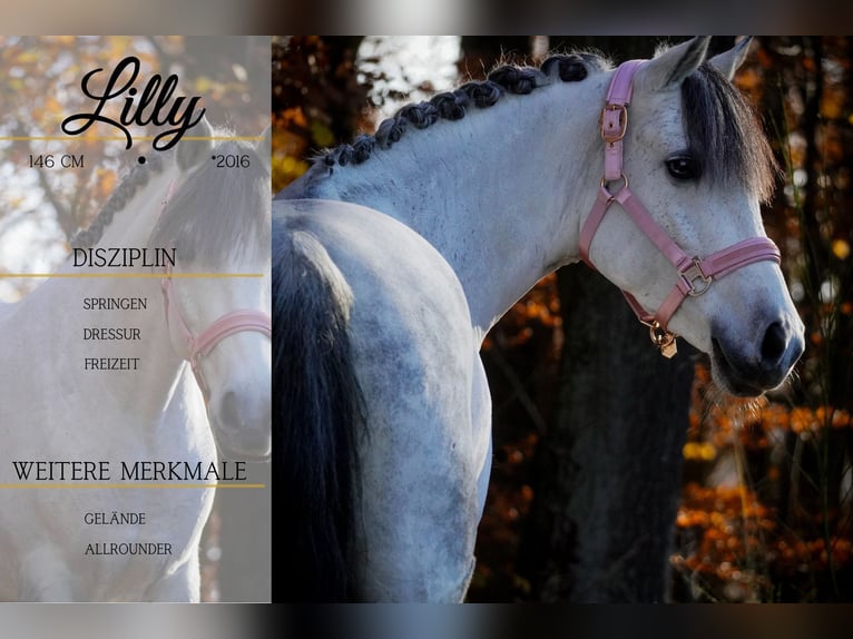 Connemara Mix Mare 10 years 14,1 hh Grey-Dark-Tan in Nettersheim