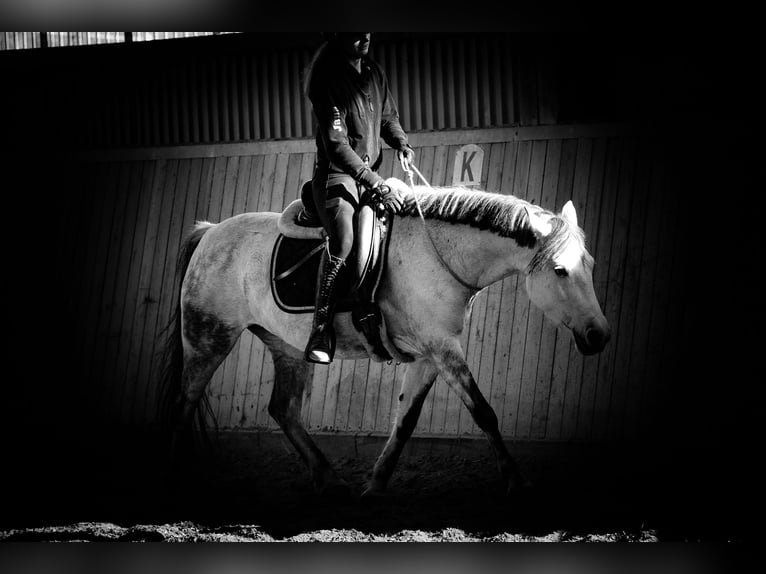 Connemara Mix Mare 10 years 14,1 hh Grey-Dark-Tan in Nettersheim