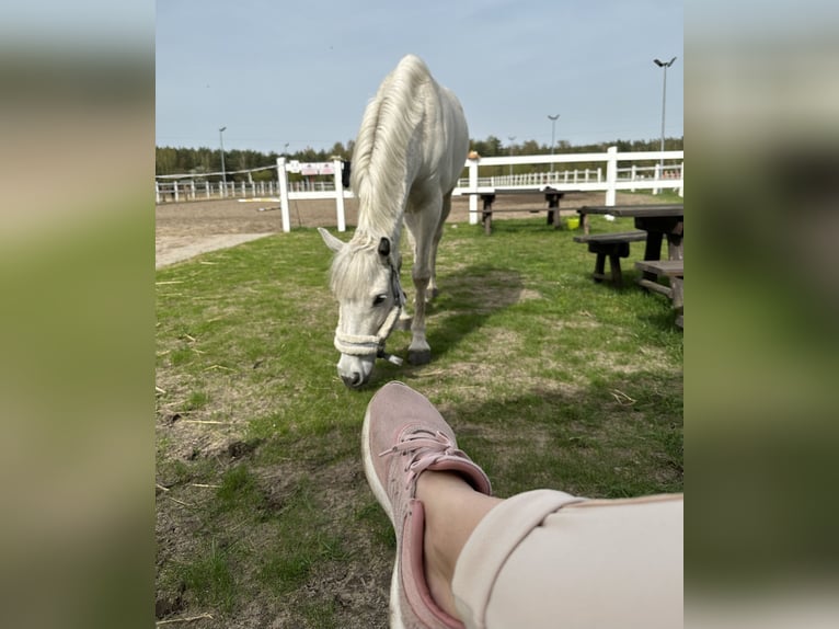 Connemara Mare 10 years 14,1 hh Grey-Fleabitten in Pozna&#x144;