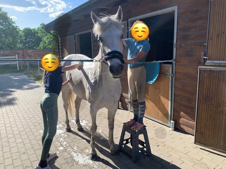 Connemara Mare 10 years 14,1 hh Grey-Fleabitten in Pozna&#x144;