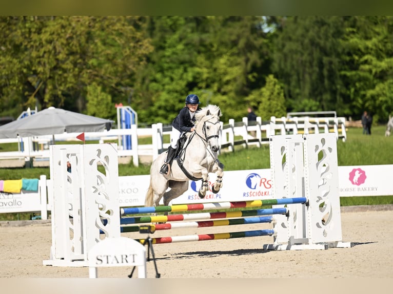 Connemara Mare 10 years 14,1 hh Grey-Fleabitten in Pozna&#x144;